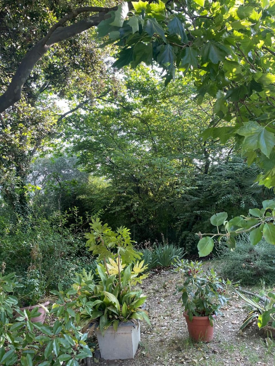 Garden