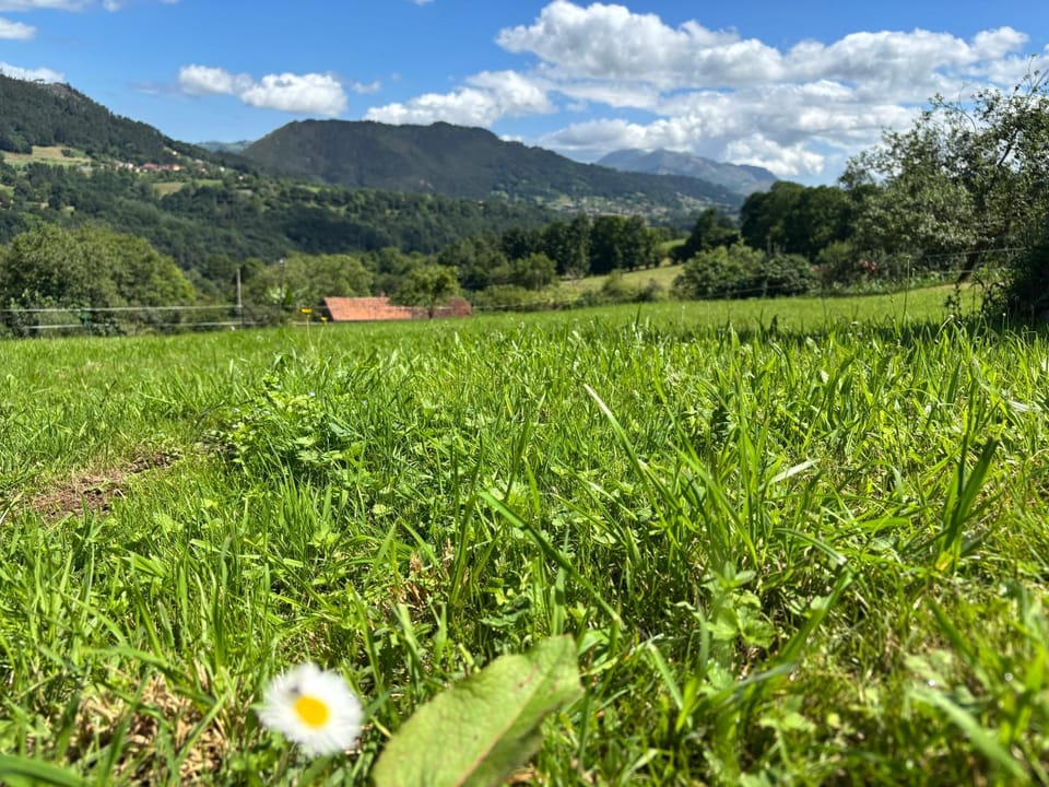 Natural landscape, Garden, Mountain view