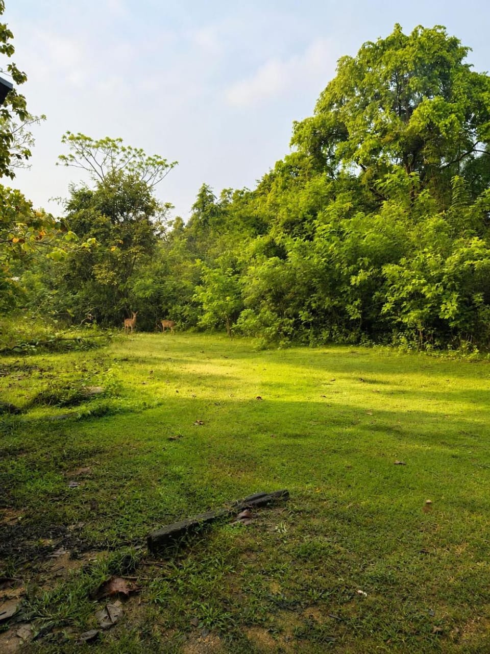 Day, Natural landscape, Garden, Garden view