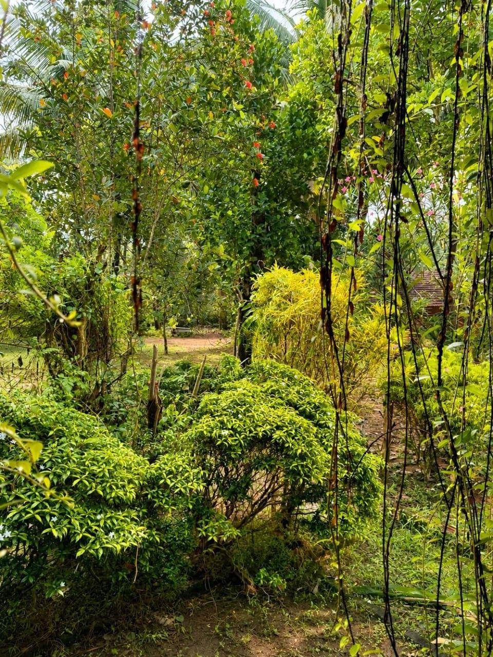 Day, Natural landscape, Garden, Garden view
