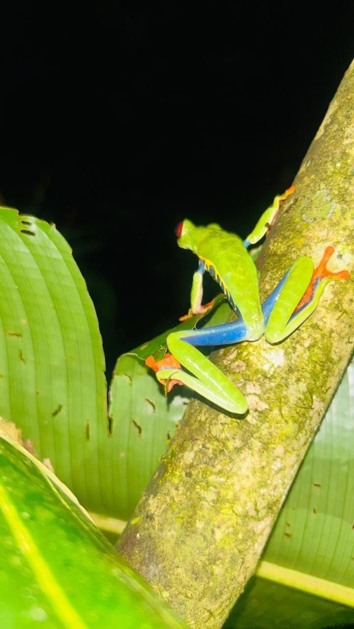 Natural landscape, Animals