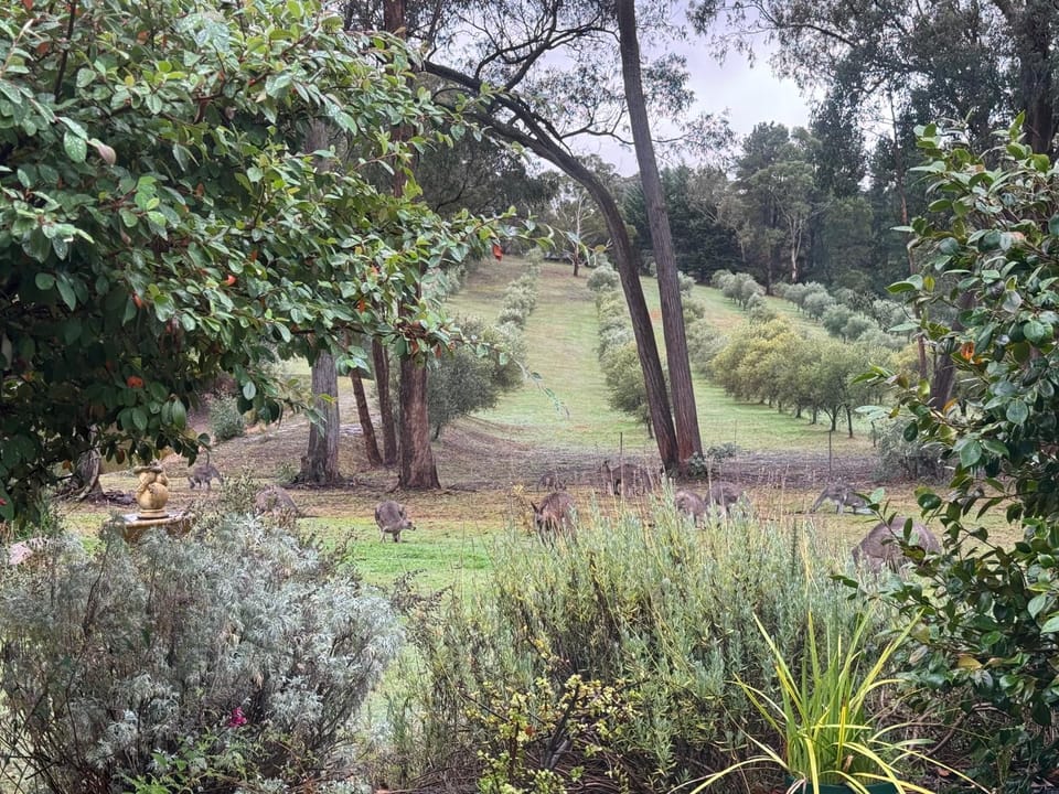 Day, Natural landscape, Garden, Garden view