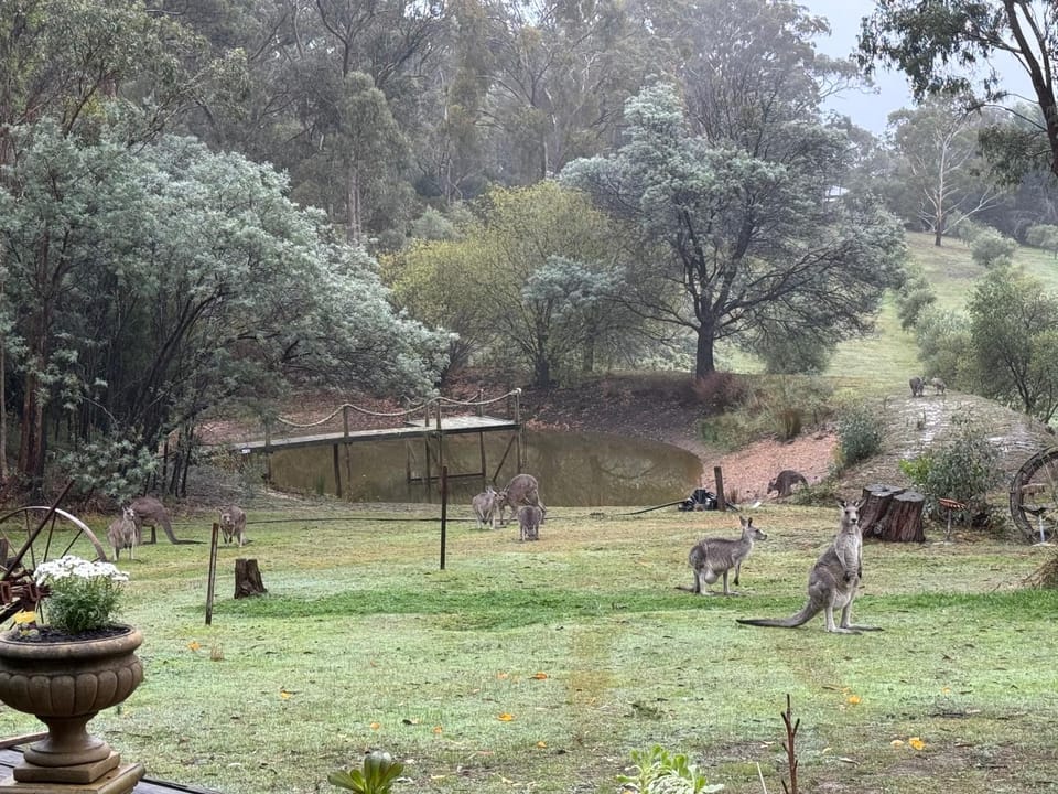Day, Natural landscape, Garden, Animals, Garden view
