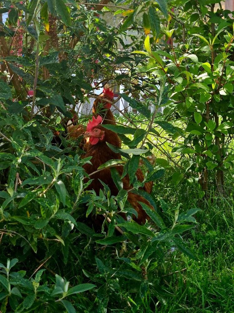 Garden view