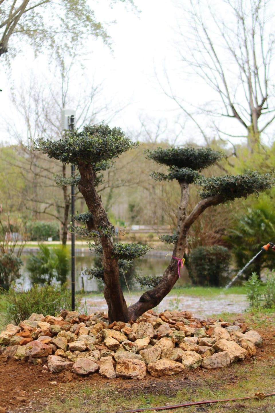 Natural landscape, Garden, Garden view
