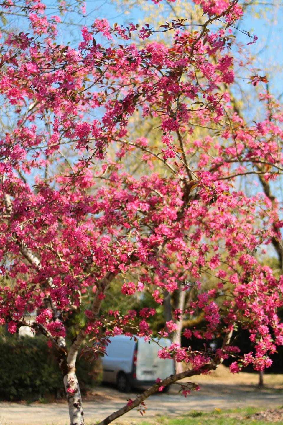 Spring, Day, Natural landscape, Garden, Garden view