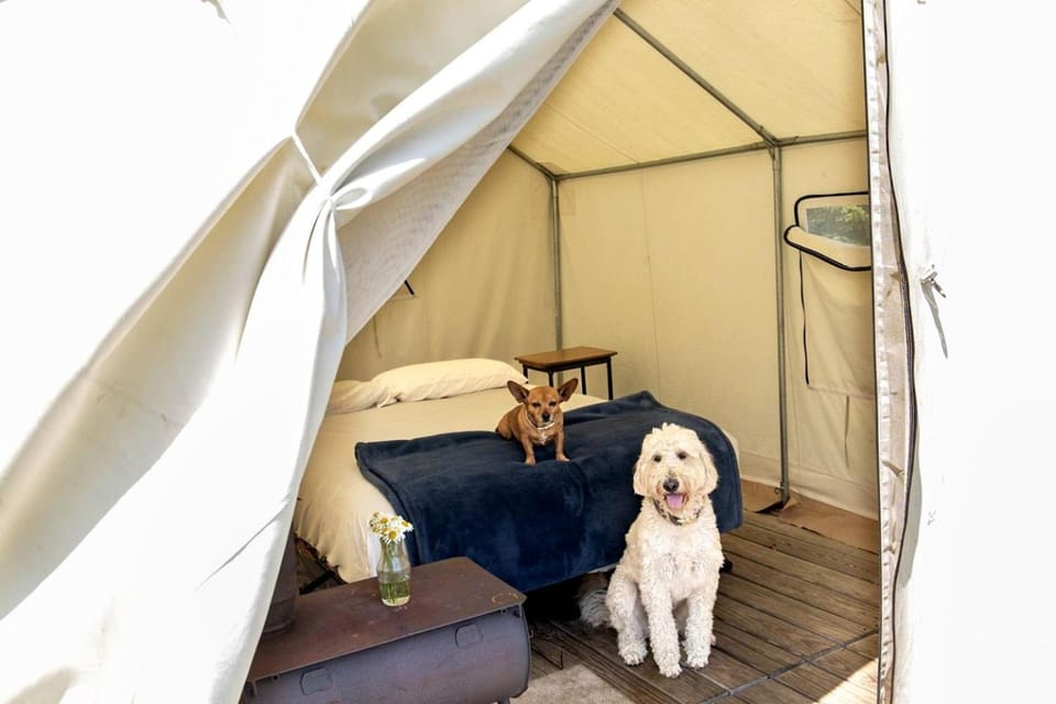 Secluded Glamping Tent with Trout Stream Near Great Northern Catskills in Elka Park, New York Luxury tent in Hudson Valley