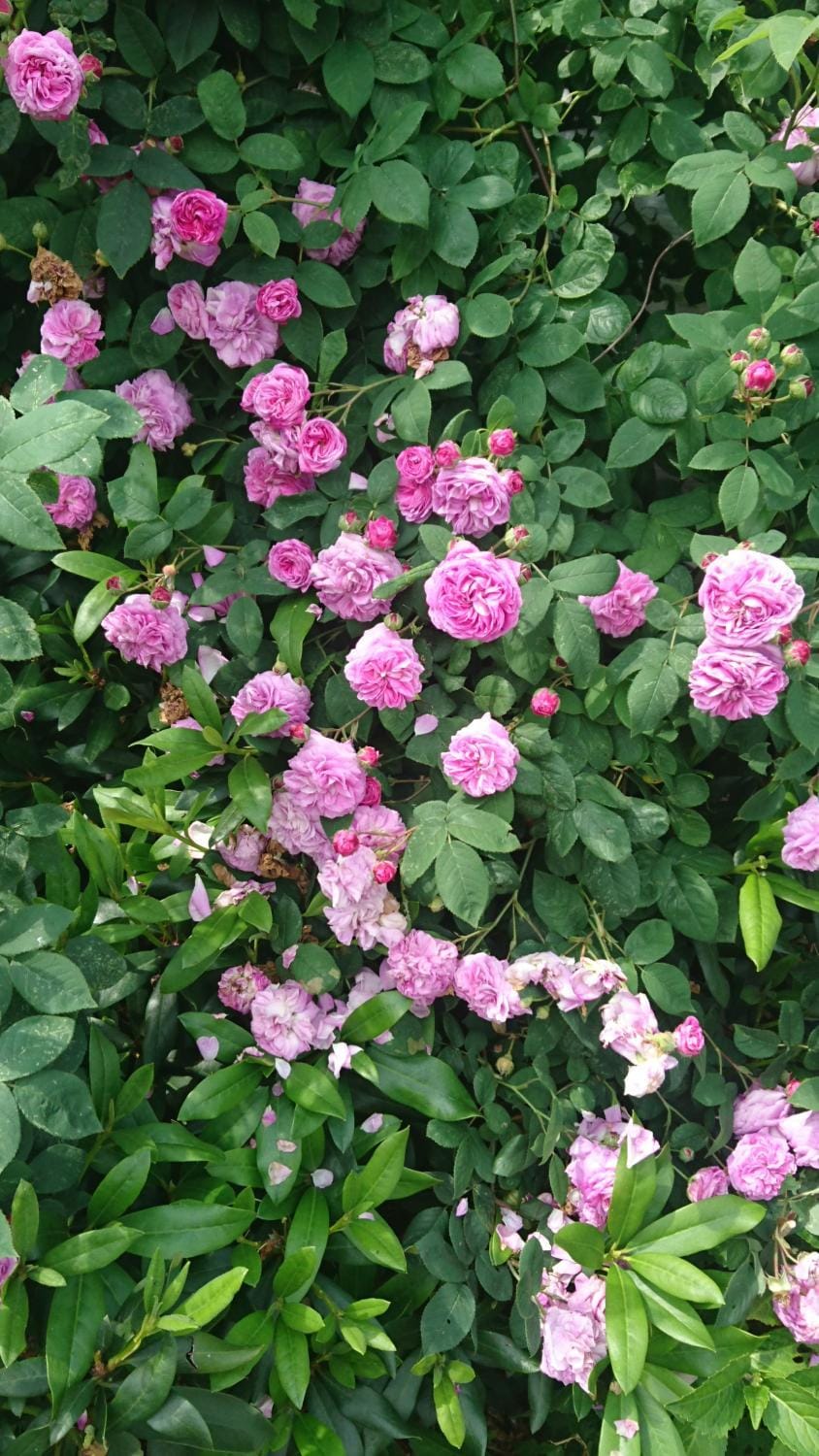 Garden, Other