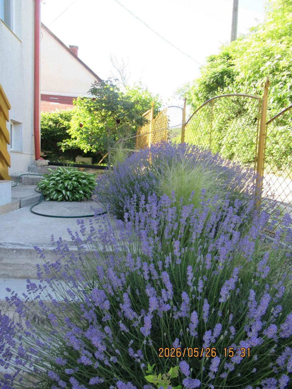 Summer, Garden