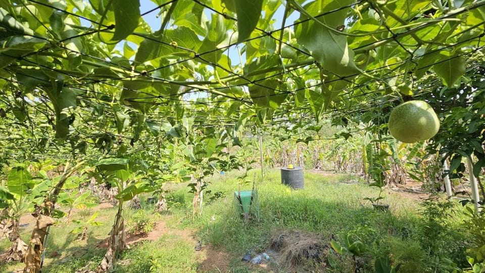 Luna Farm House Nature-Friendly Retreat Farm Stay in Kerala