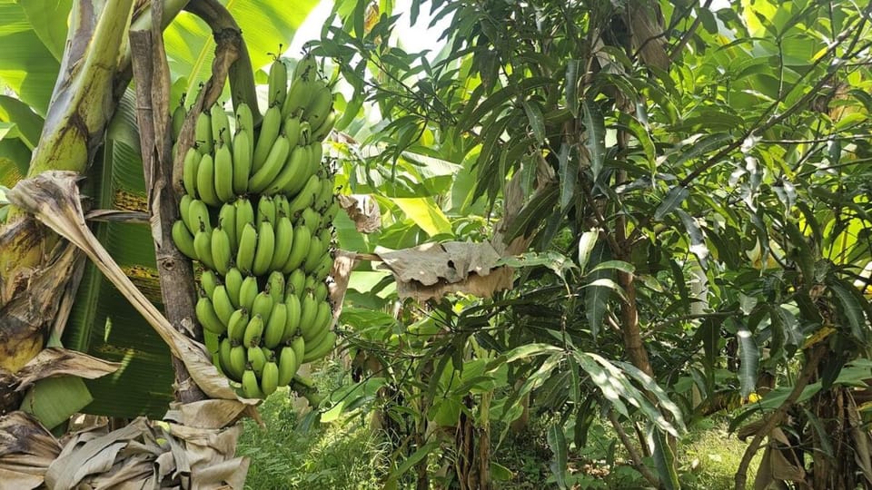 Luna Farm House Nature-Friendly Retreat Farm Stay in Kerala