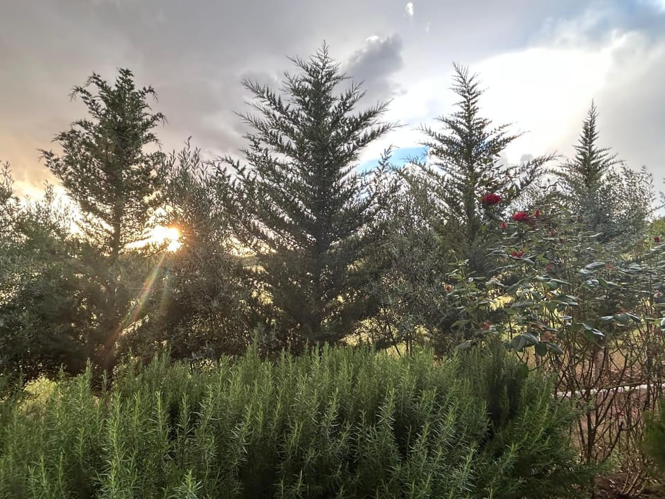 Garden, Sunset