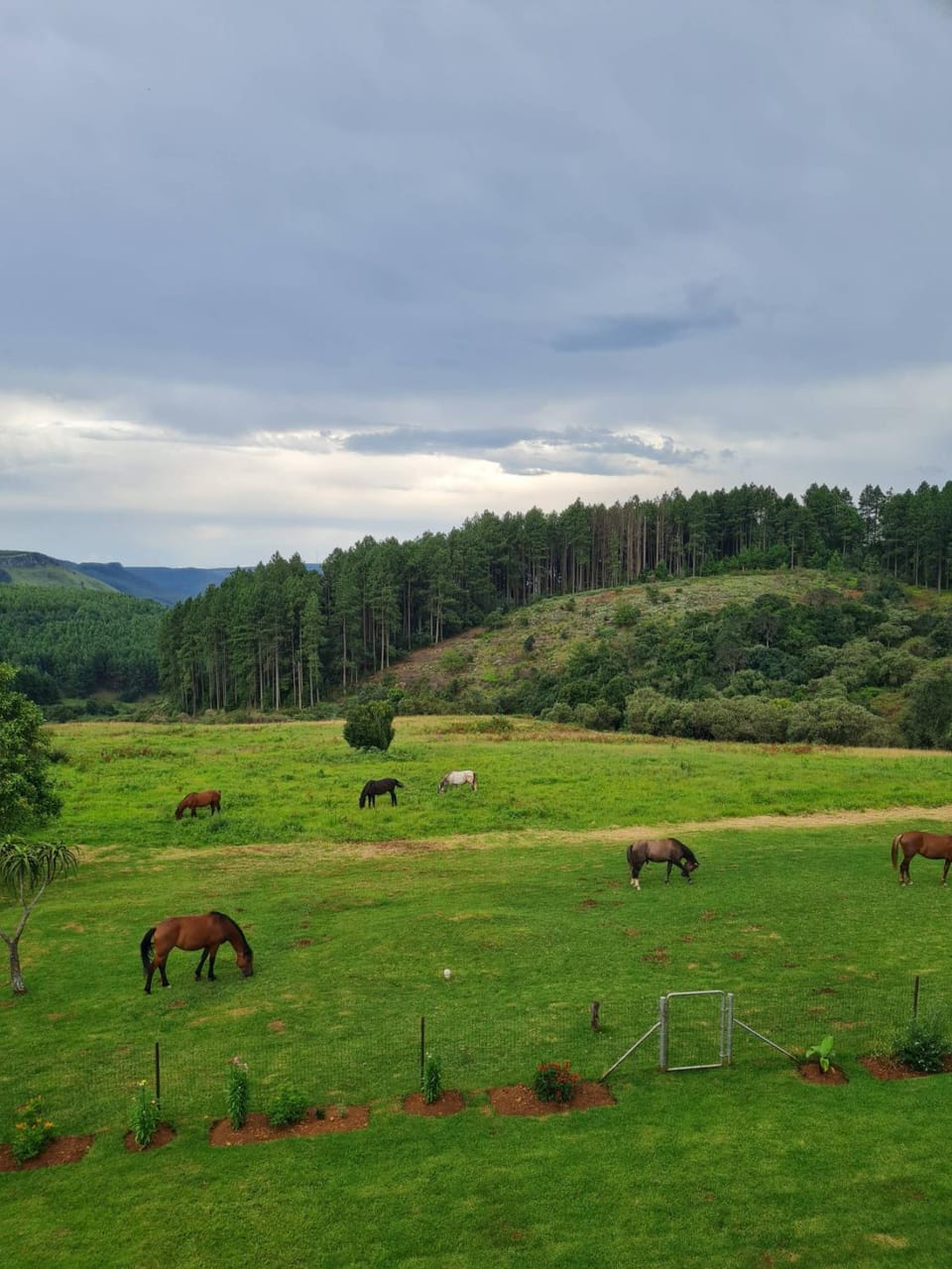 Garden, Mountain view