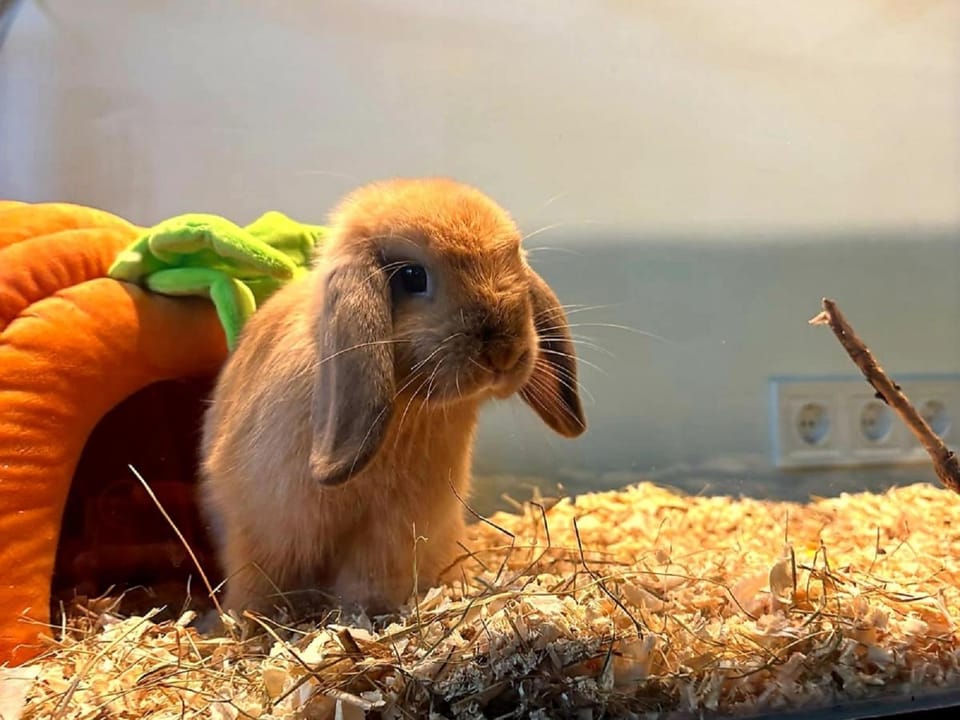 Living room, Animals, On site, Pets