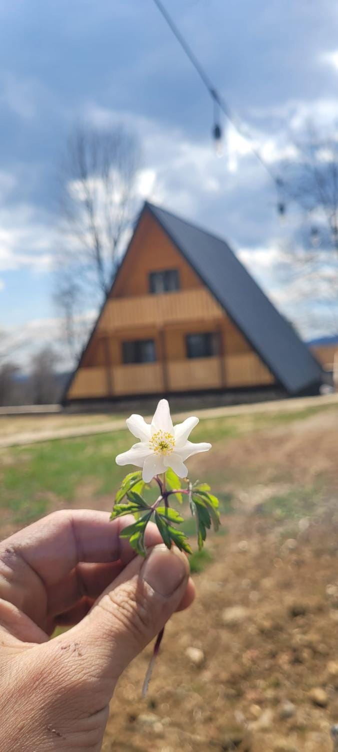 Cabana Andi Chalet in Romania