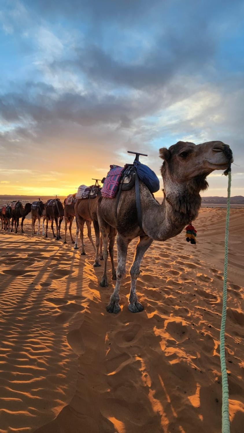 Day, Natural landscape, Activities, Animals, Sunrise