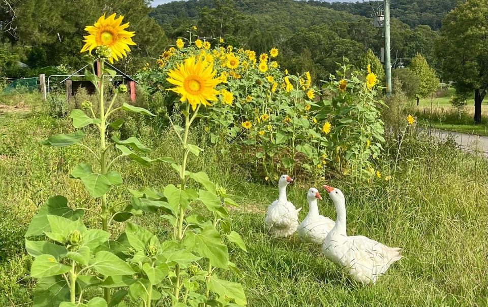 Garden, Garden view