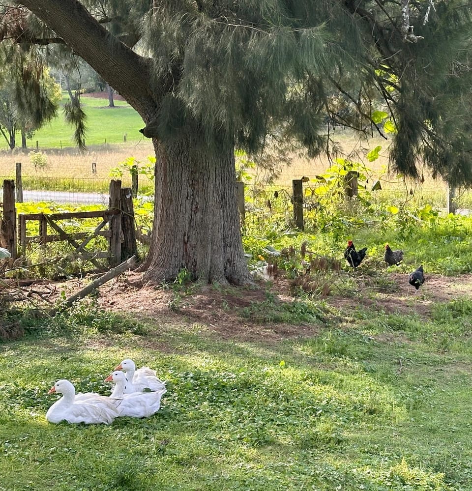 Garden, Animals, Garden view