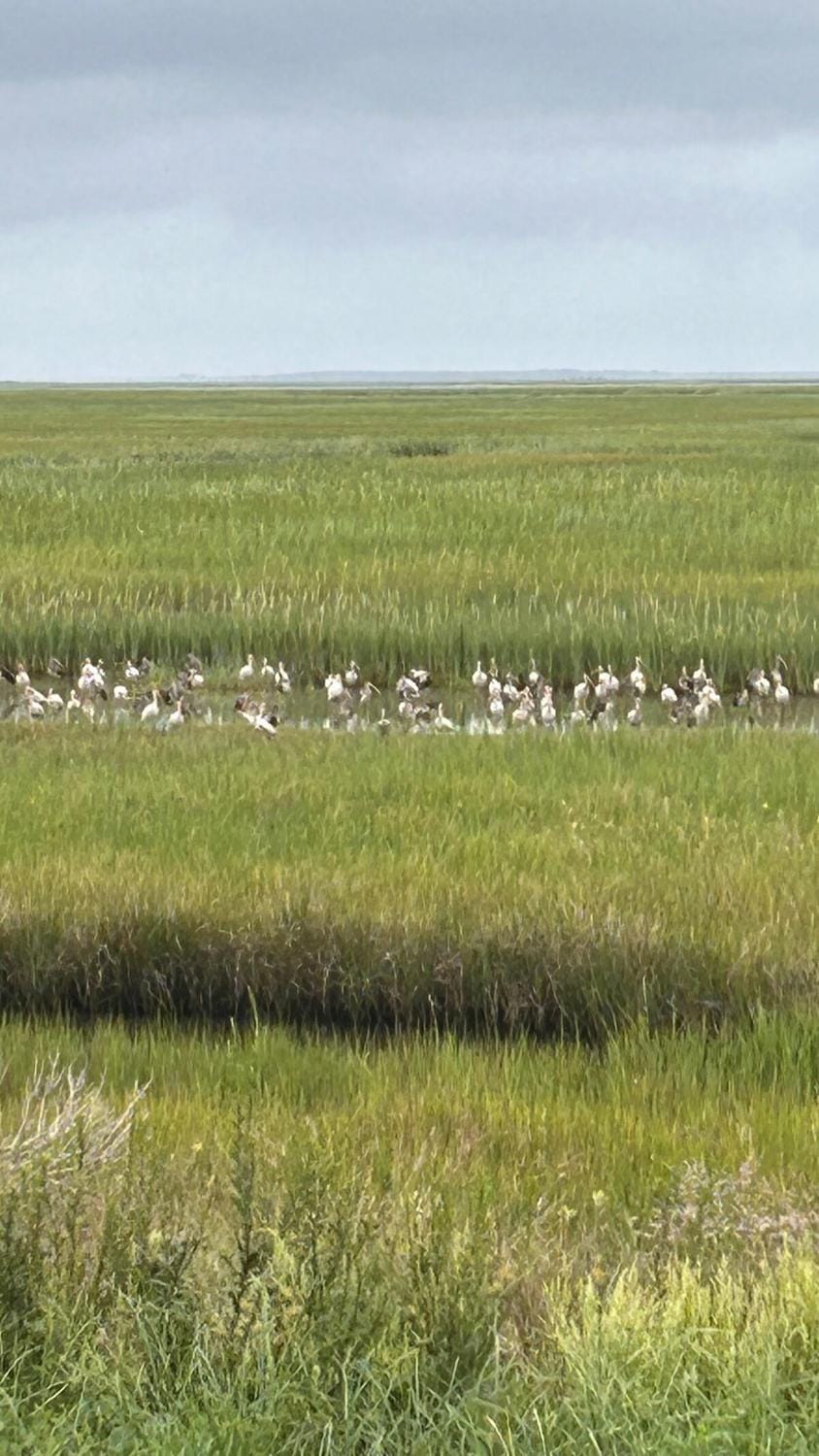 Astonishing view of The Marshes Apartment in Saint Simons Island