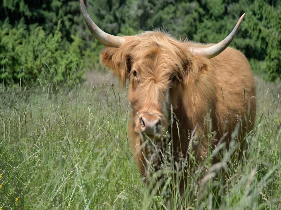 Gasthaus-pension zum Löwen Bed and Breakfast in Schluchsee