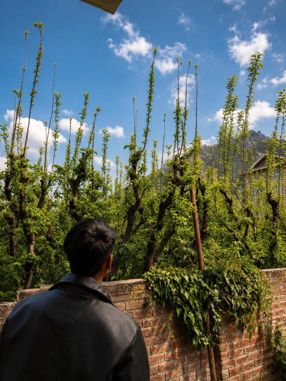 Natural landscape, Garden, Garden view, Garden view, Mountain view, Mountain view