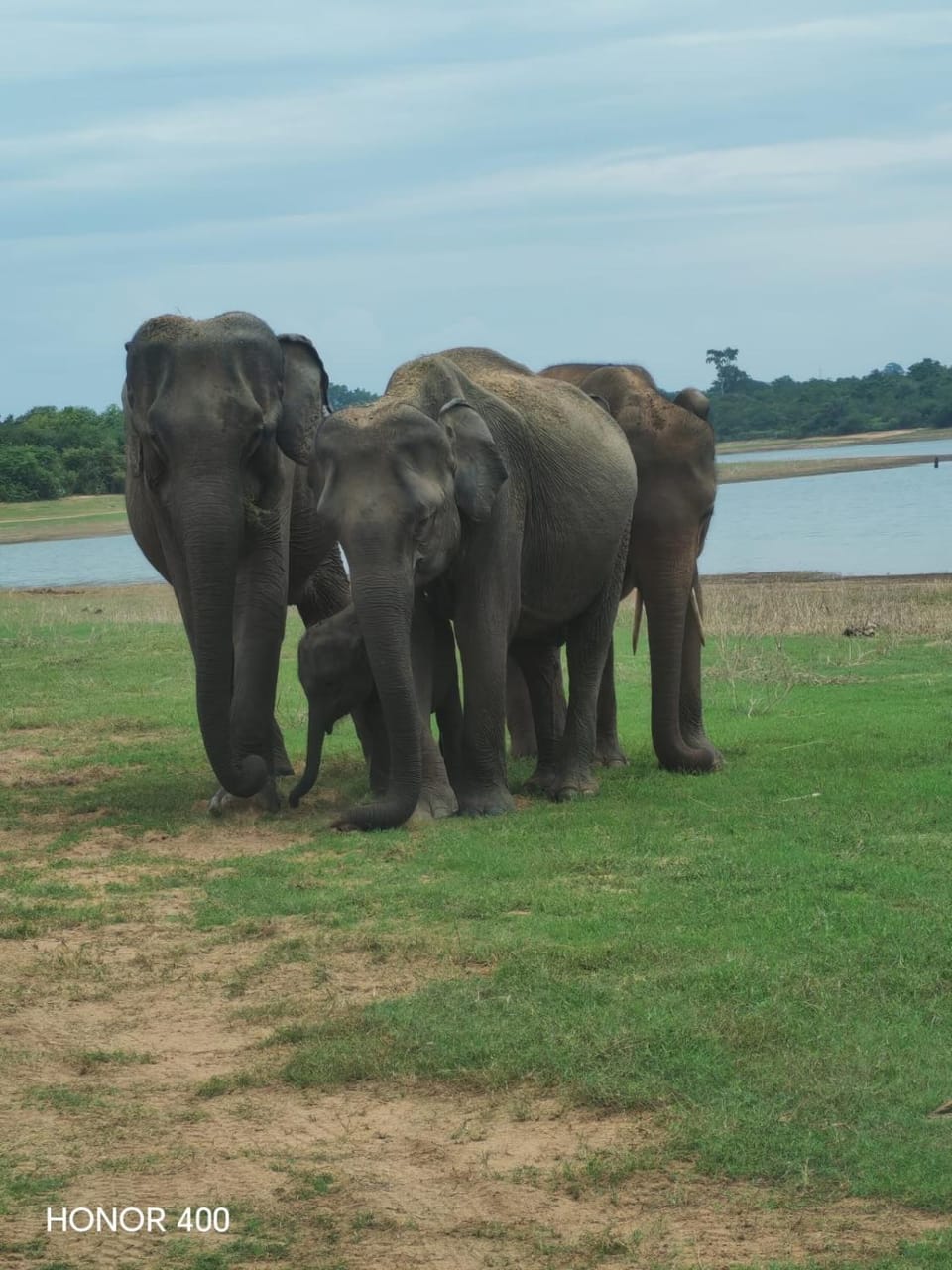 Natural landscape, Animals