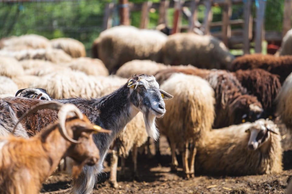 Farma Sotira Agroturizem Farm Stay in Europe