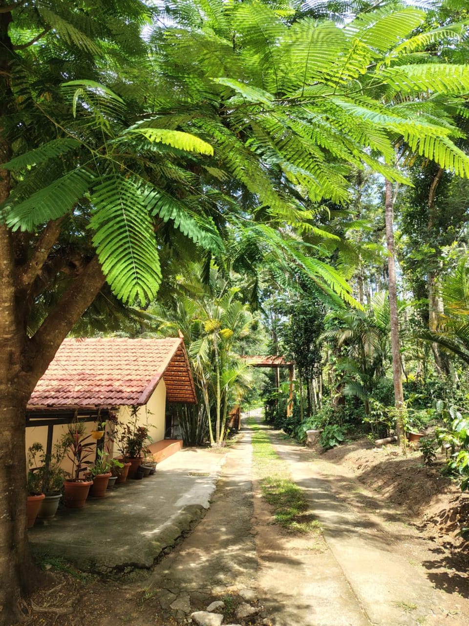 Outbackwoods homestay room Robusta Farm Stay in Karnataka