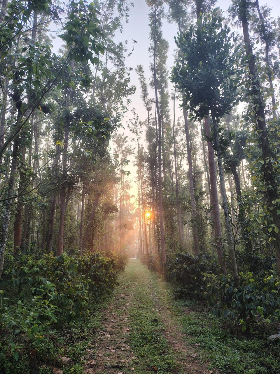 Outbackwoods homestay room Robusta Farm Stay in Karnataka