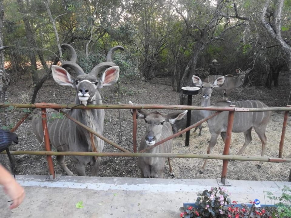 Day, Animals