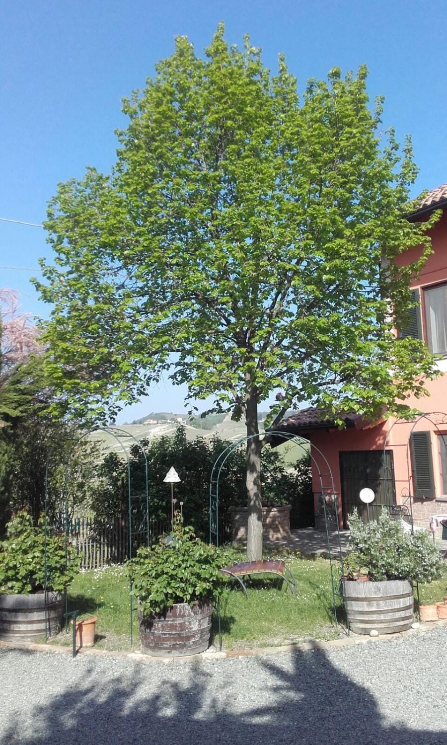 Garden view