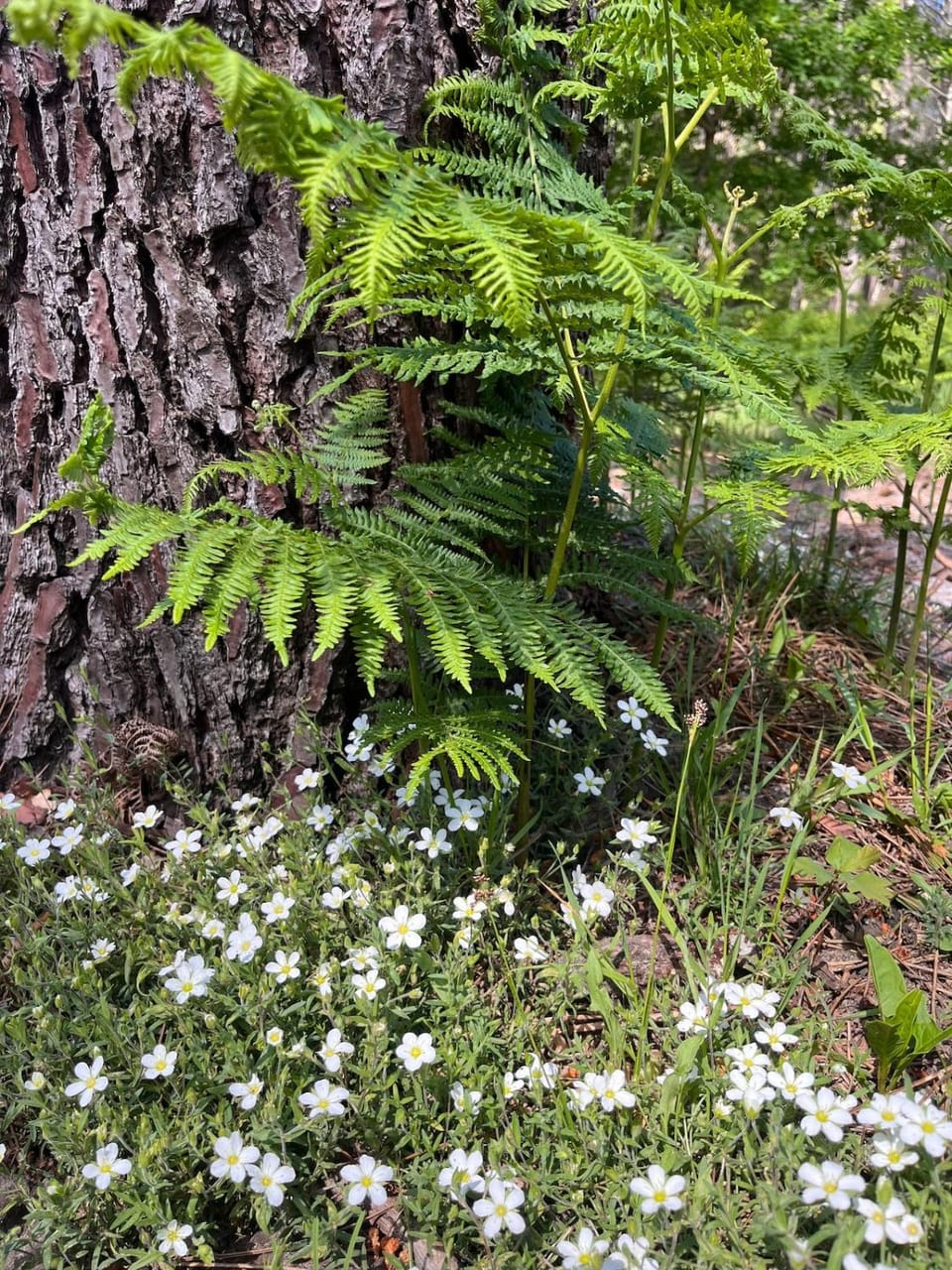 Spring, Natural landscape, Garden