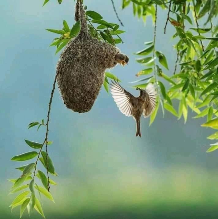 Animals