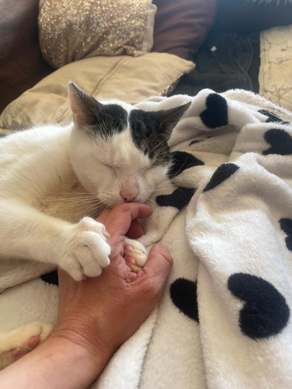Animals, Pets