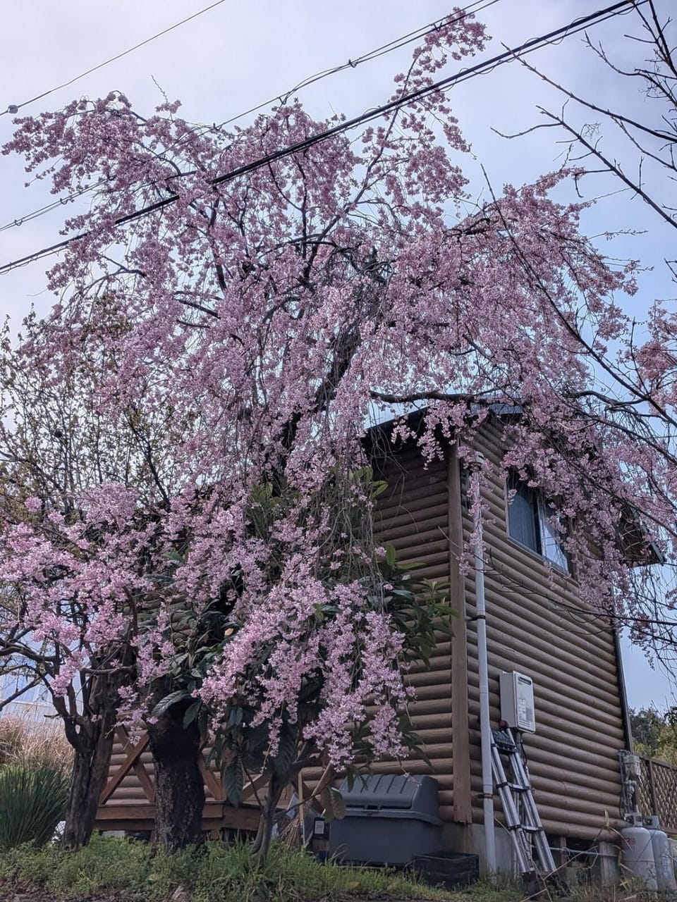 Property building, Spring, Garden, Garden view