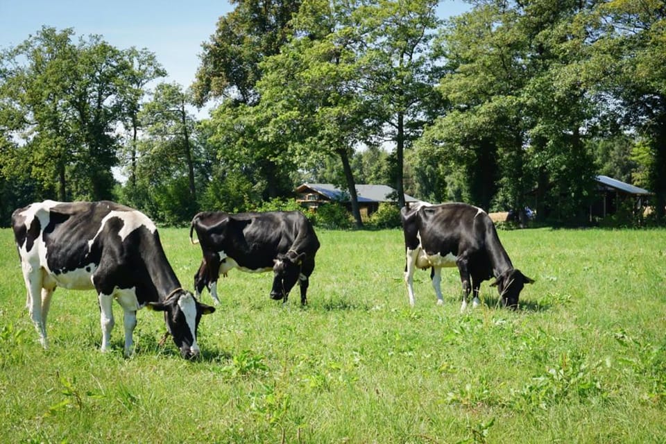 Natural landscape, Animals