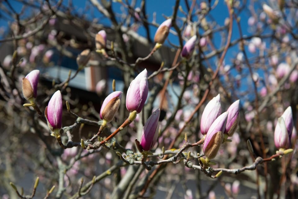 Property building, Spring