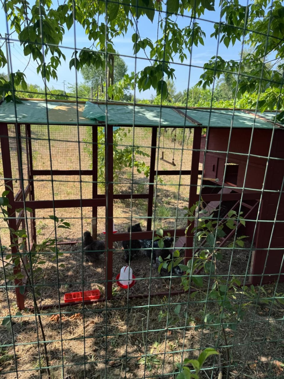 Garden, Animals