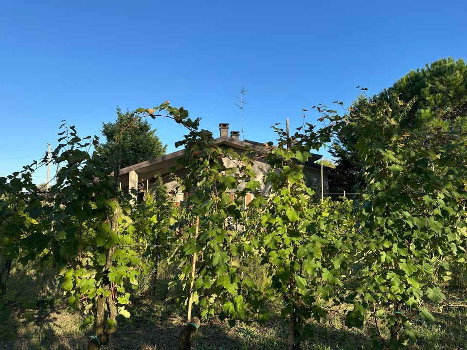 Property building, Garden view