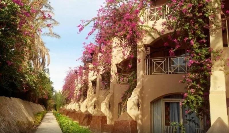 PLM hotel Prima Life Makadi Hotel in Hurghada