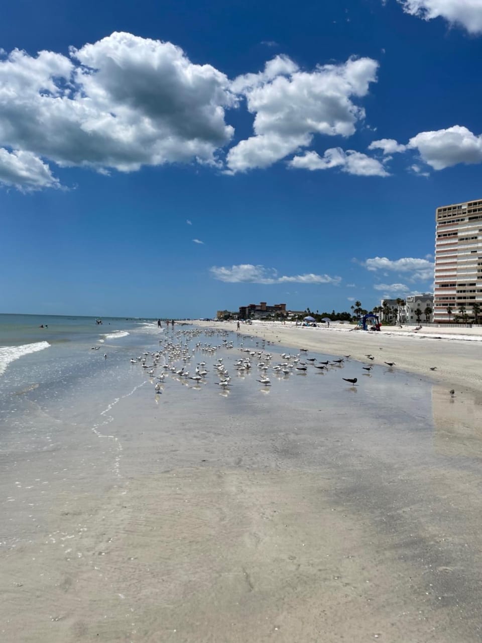 Beachside 1 bedroom condo-motel Apartment in Redington Shores