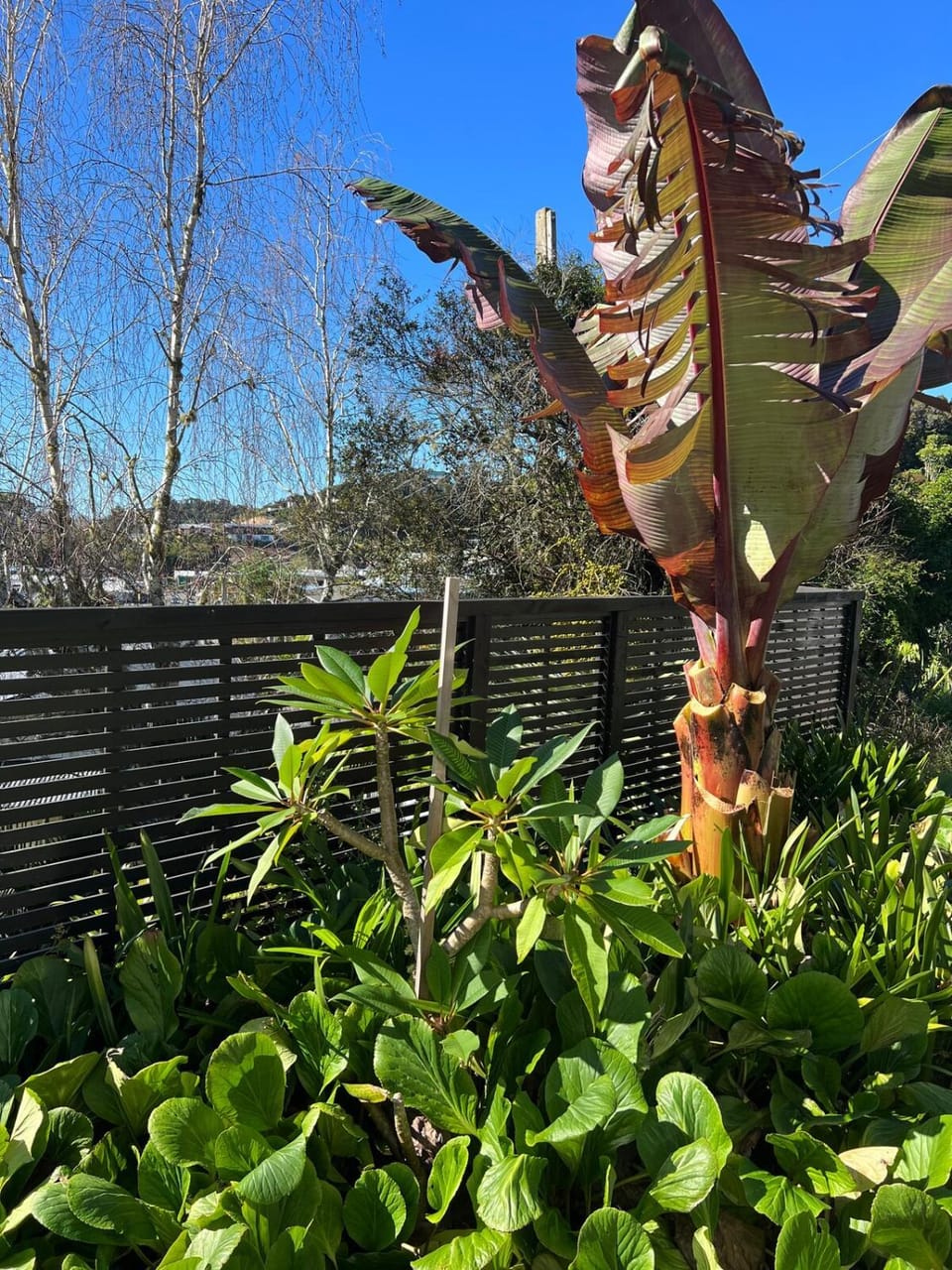 Pae Moana - Sea Horizon Apartment in Paihia