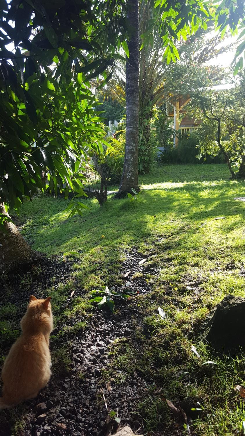 Garden view