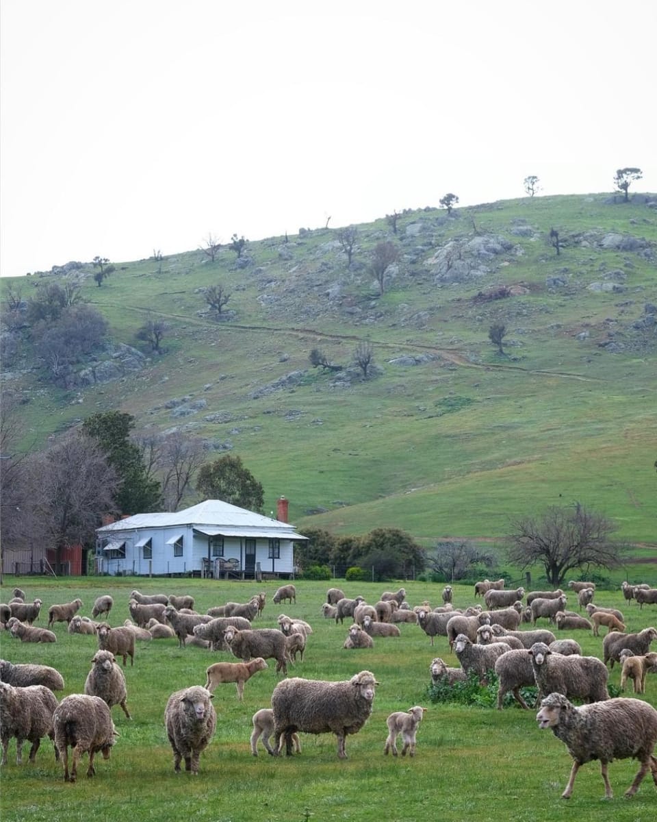 Spring, Day, Natural landscape, View (from property/room), Animals, Area and facilities