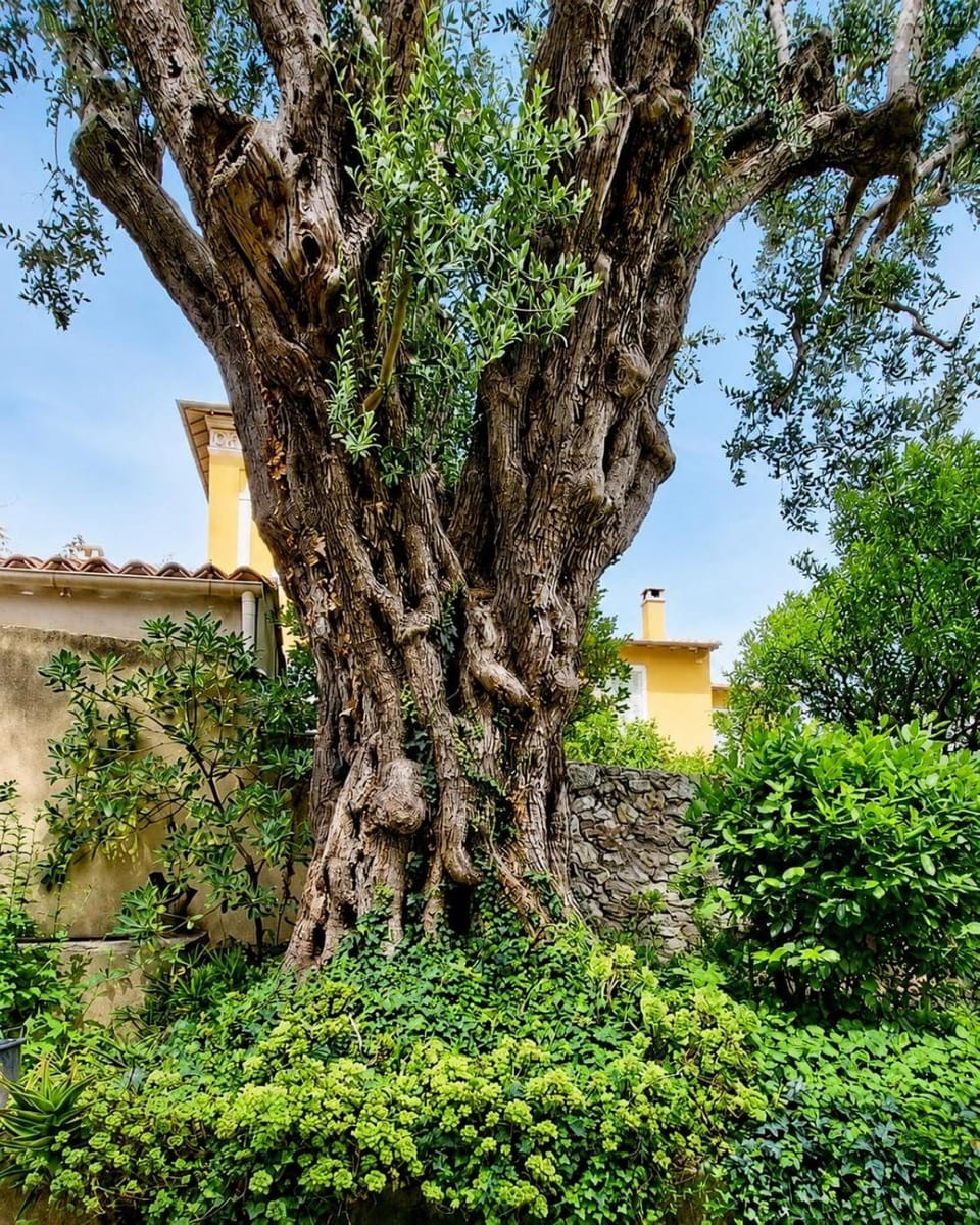 Provençal gem - large garden in Beaulieu - 6min walk to the beach Apartment in Villefranche-sur-Mer