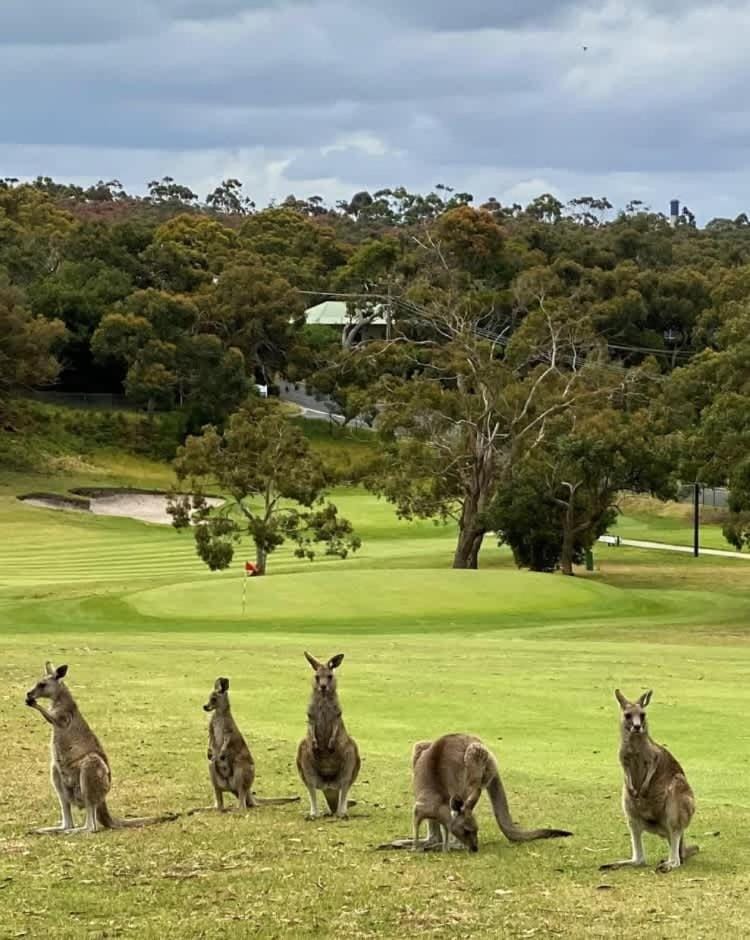 Peaceful Golf Course Escape with Kangaroos House in Anglesea