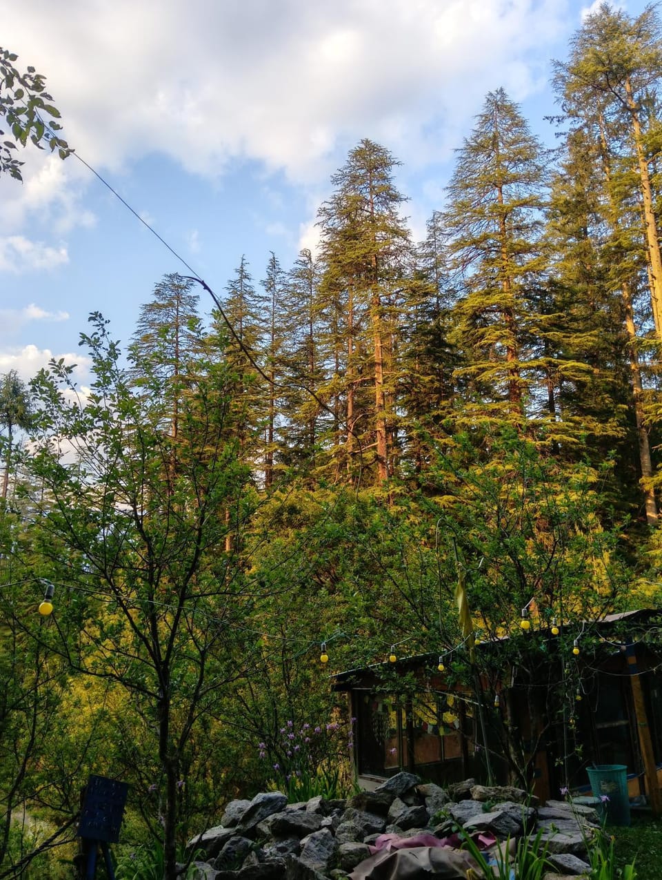 Garden view