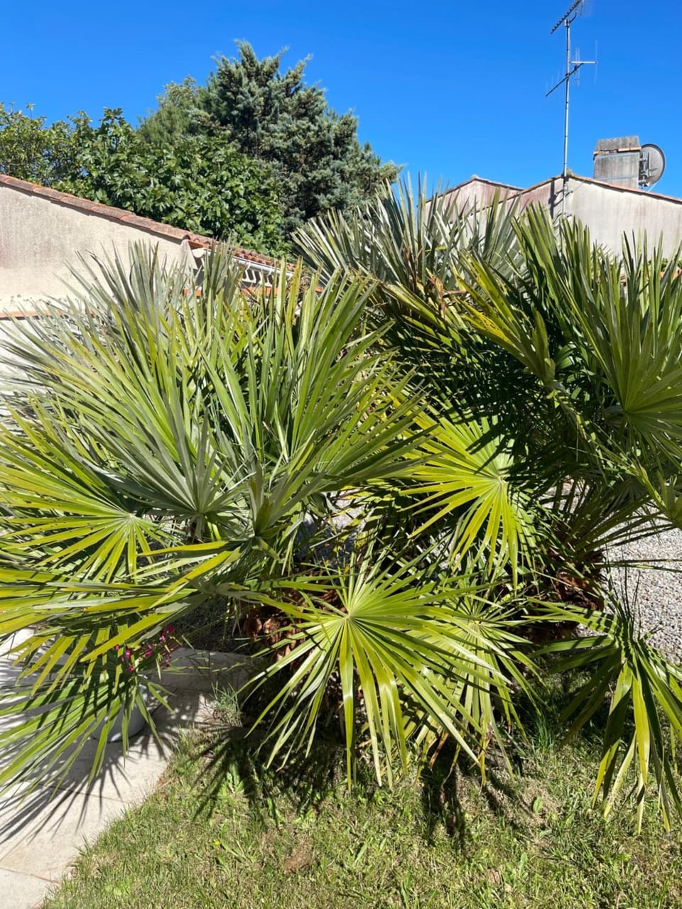 Les palmiers Bed and Breakfast in La Faute-sur-Mer