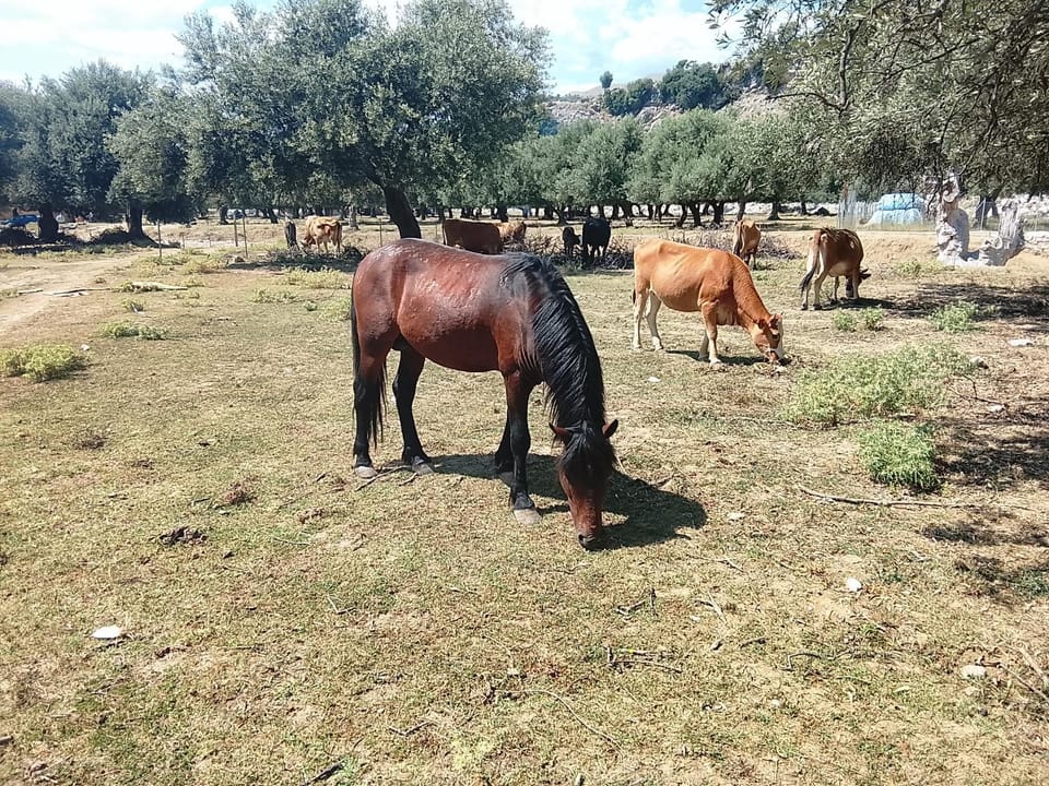Camping Shpella e Pirateve Campground/ 
RV Resort in Vlorë County, Albania