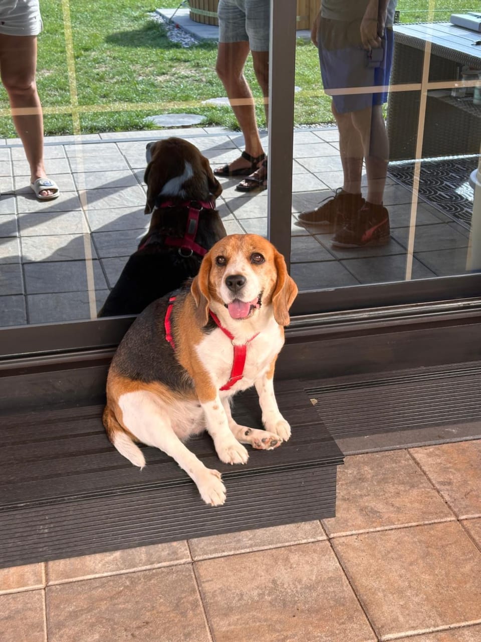 Animals, pet friendly